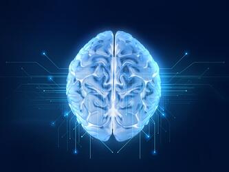 Brain